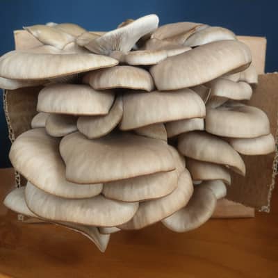 Grey oyster grow mushroom grow kit