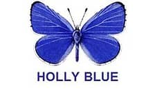 Holly Blue logo