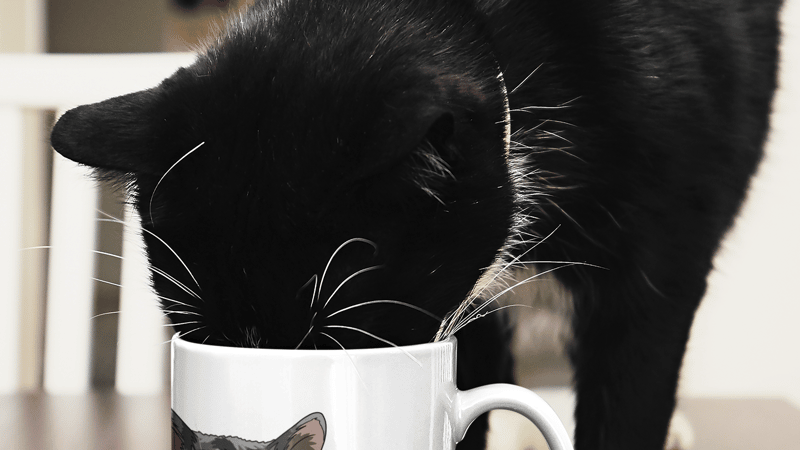 A tuxedo cat drinking out of a mug with their pet portrait on