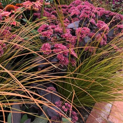 BBC Gardeners' World Live Beautiful Border