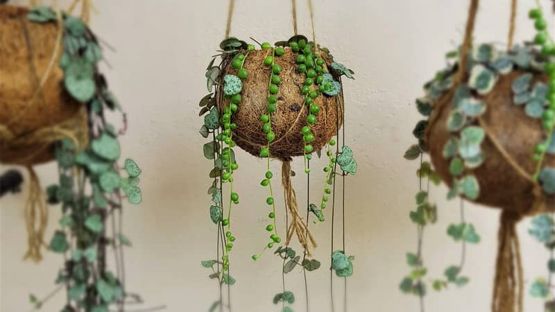 String of pearls and hearts kokodama hanging planter