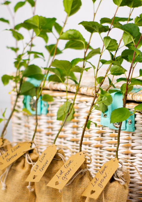 Alba Trees Wedding Favours