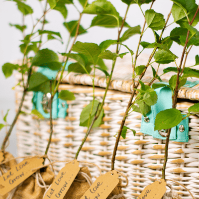 Alba Trees Wedding Favours