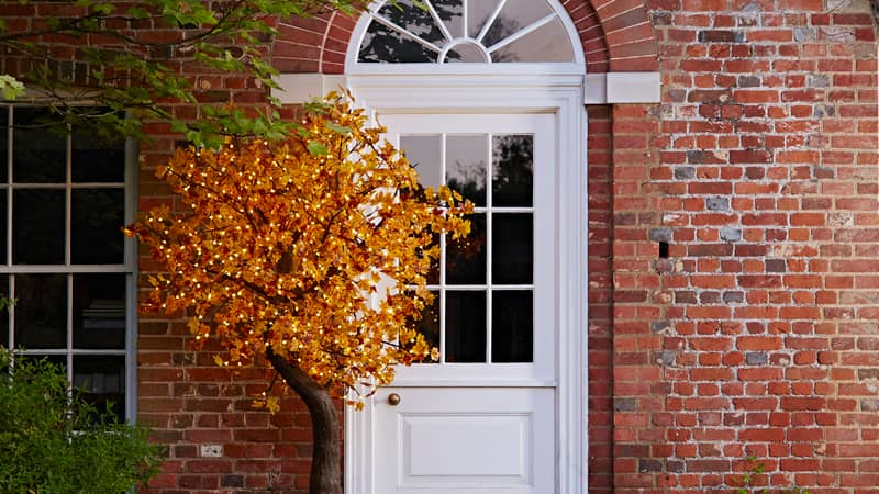 Autumn Maple outside a home