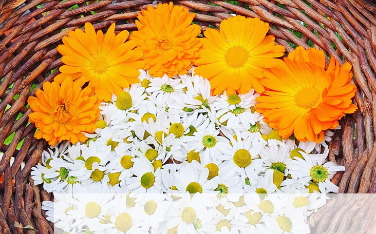 Homegrown Calendula and Chamomile used to make our Calendula, Chamomile and Lavender Healing Salve