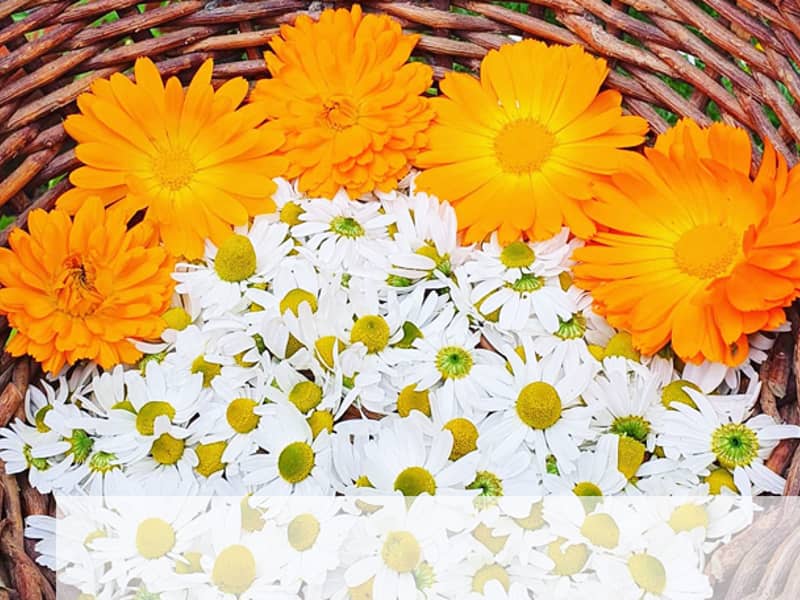 Homegrown Calendula and Chamomile used to make our Calendula, Chamomile and Lavender Healing Salve