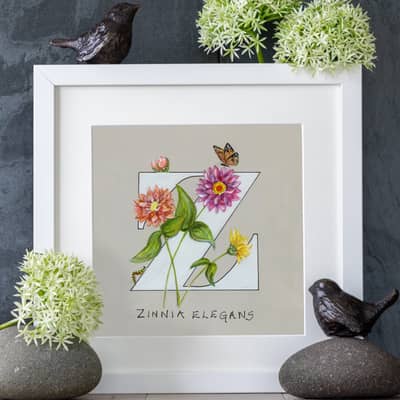 Z Zinnia