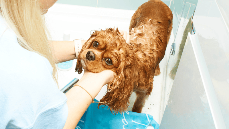 sudsy dog with blue clean dog quick dry towel
