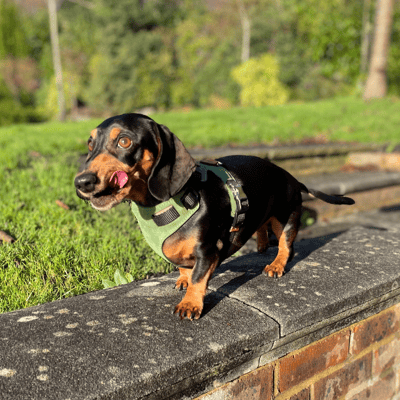 Wimbledon Green Dog Harness