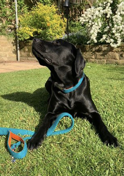 Frankie Goes Turquoise Dog Collar