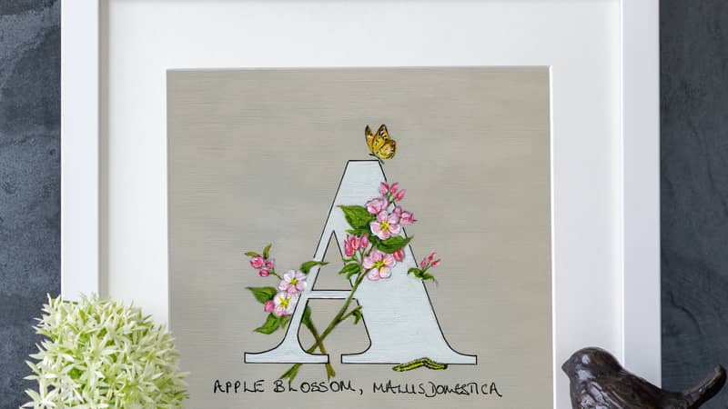 A Apple Blossom