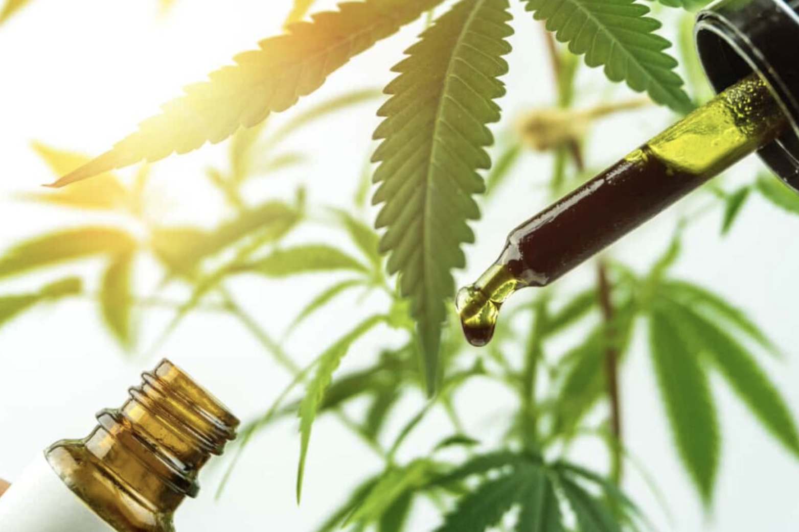 CBD oil and hemp leaves