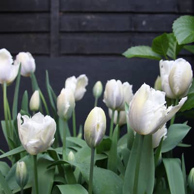 Snow Parrot tulips this year.