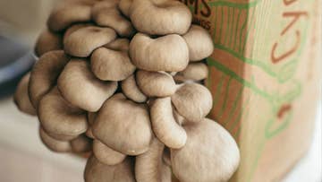 grow your own mushrooms kit image