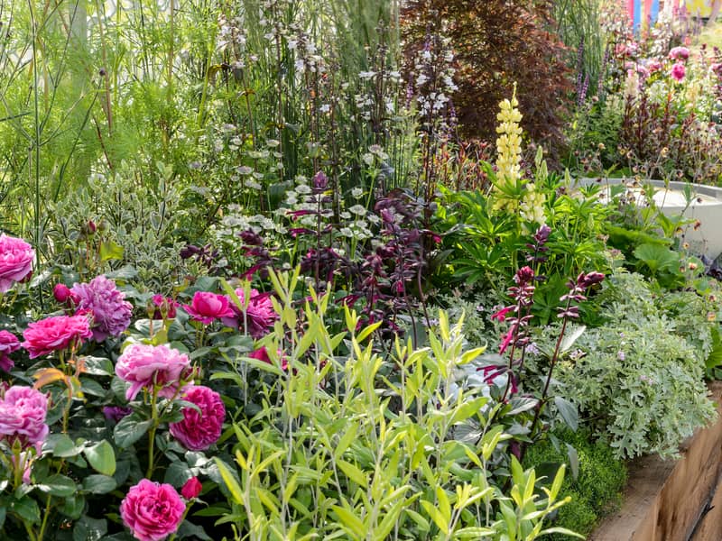 BBC Gardeners' World show garden pink roses water feature Live Beautiful Border