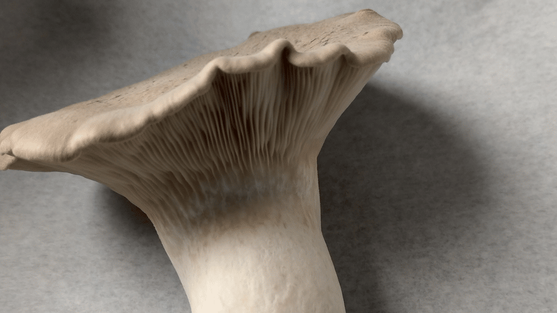 King oyster mushroom close up
