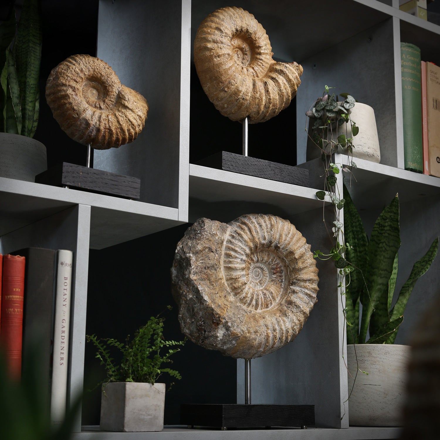 Ammonite Range