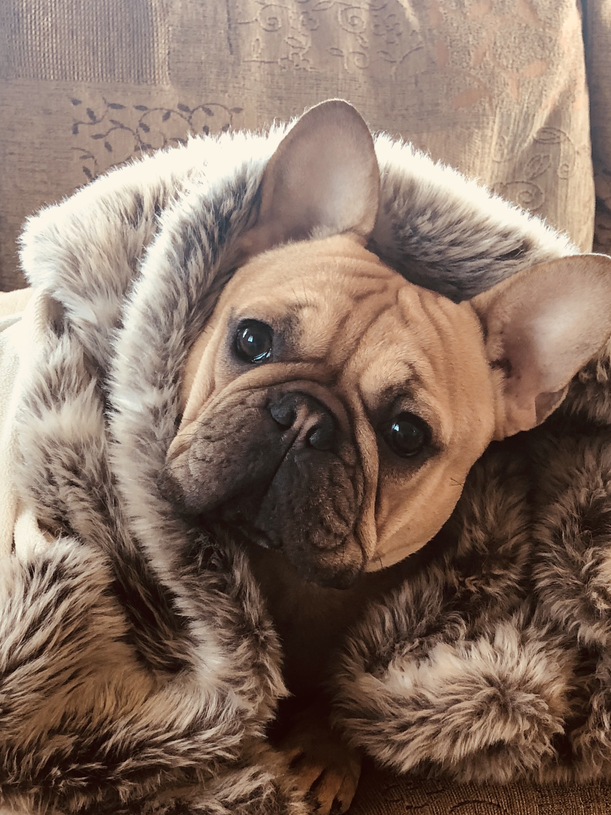 This is my dog, Ace and together we run, Ace & Luster.