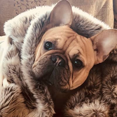 This is my dog, Ace and together we run, Ace & Luster.