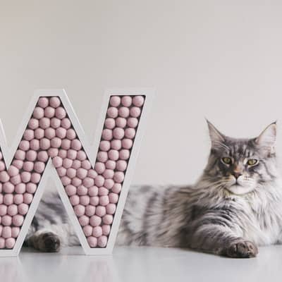 Monty, Director of Operations