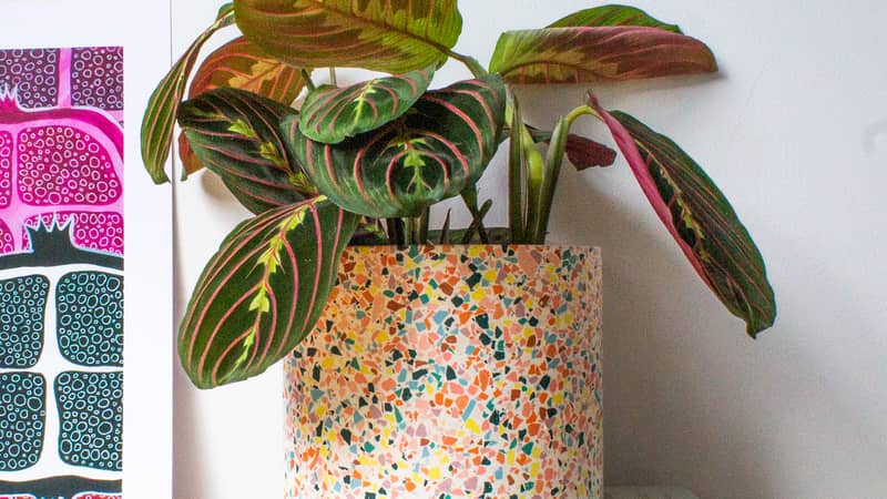 Handmade large plant pot featuring rainbow coloured terrazzo chips sitting on a pile of books with a maranta plant inside.
