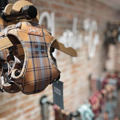 Check Him Out dog harness in store