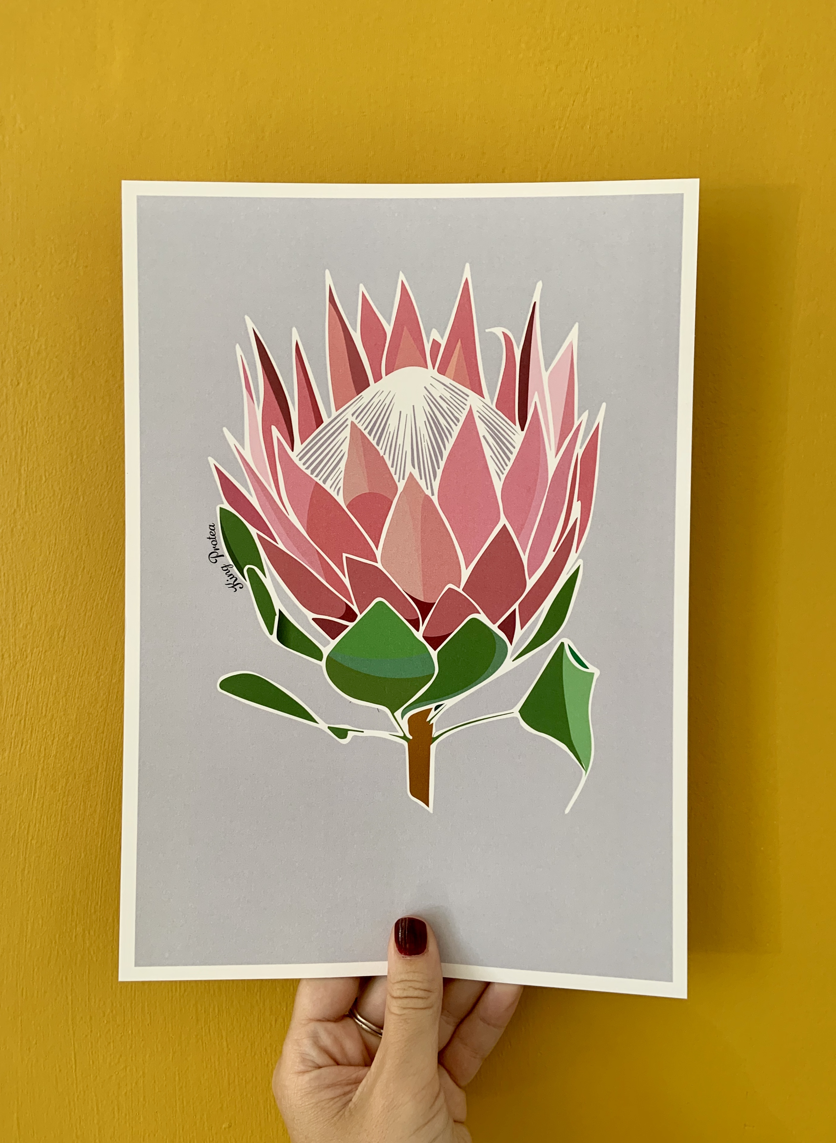King Protea Print on grey.