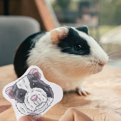 a black and white guinea pig standing next to thier own pet portrait stickers