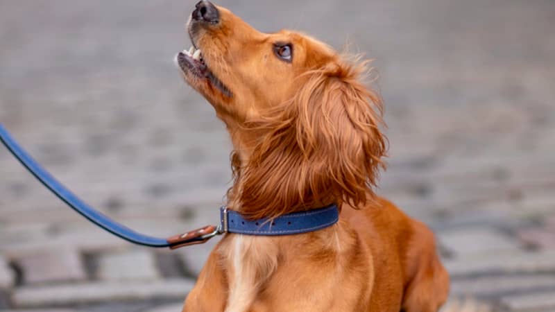 Blue Jeans Collar & Lead