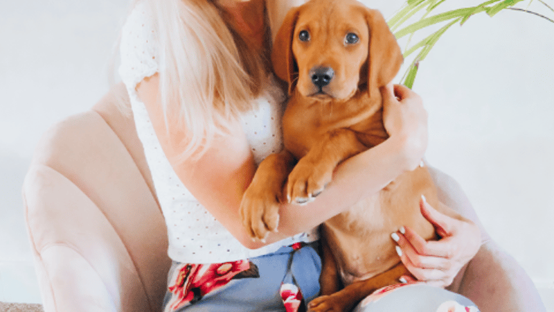 a blonde girl sat on a pink chair wearing grey trousers with pink flowers on them and a white top. she is holding a fox red labrador puppy in her arms, smiling
