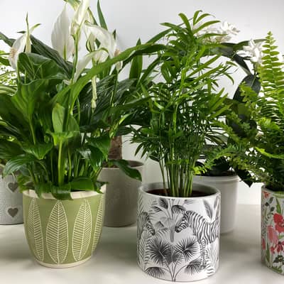 Selection of houseplants in ceramic pots