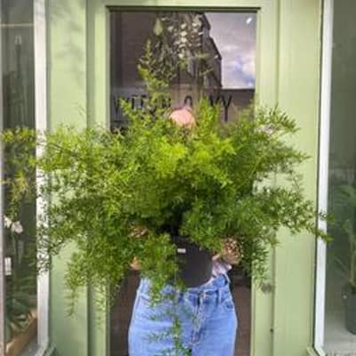 A large fern pictured being held by a woman in a doorway