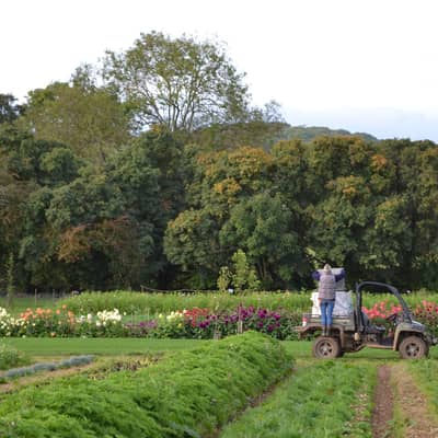 Getting the crops ready for harvest