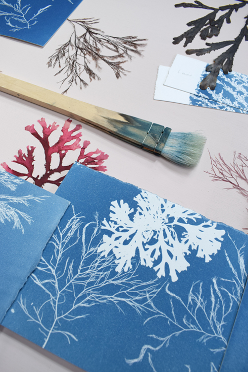 Cyanotype impressions of real seaweed