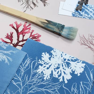 Cyanotype impressions of real seaweed