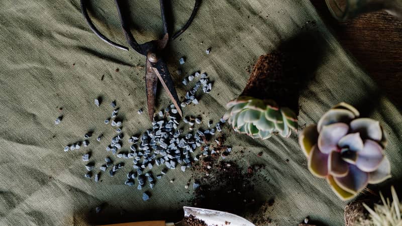 Plants Tools botanical