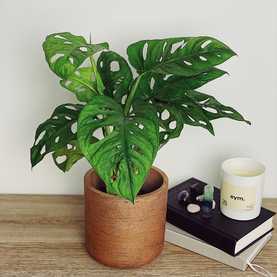 Monkey in bronze pot