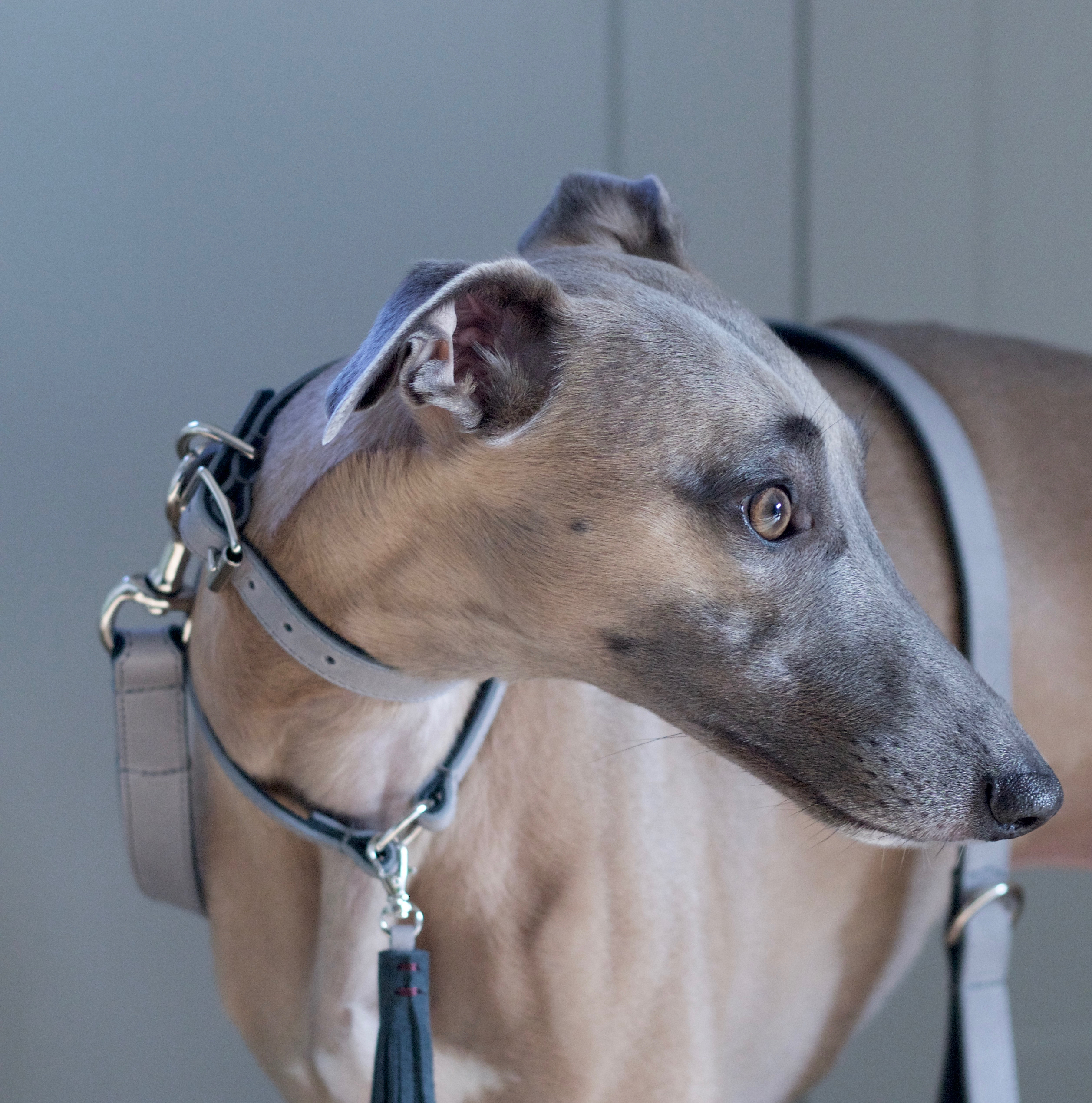 Grey vegetable tanned collar and lead
