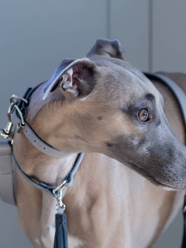 Grey vegetable tanned collar and lead