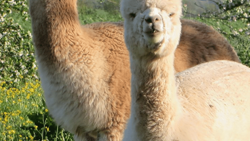 Alpaca!