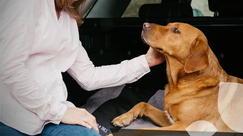 Taylor & Tails Founder