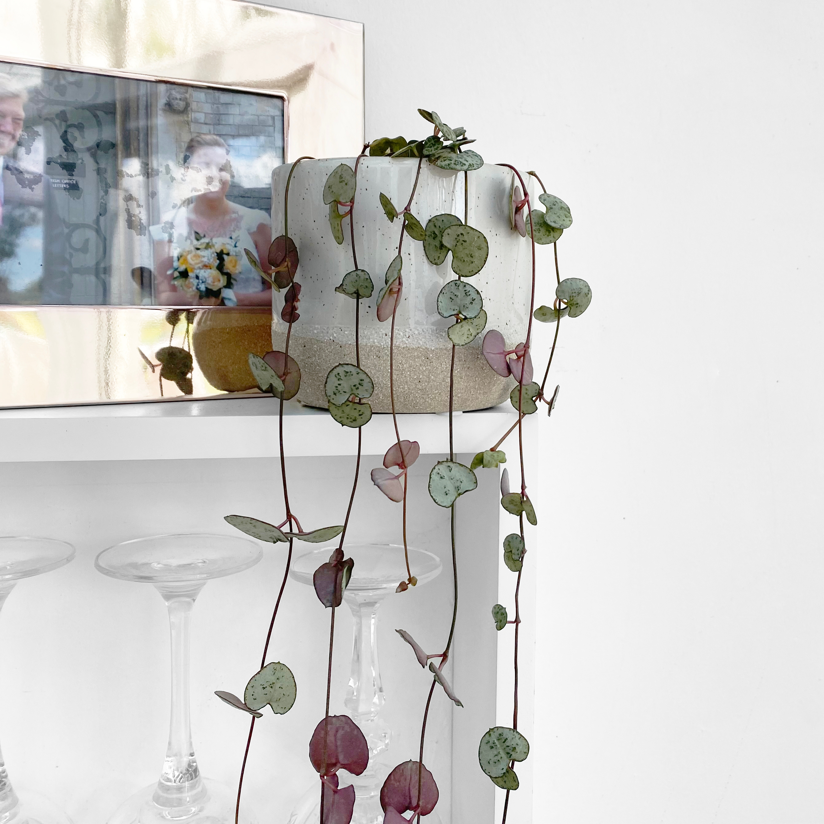 String of hearts plant in grey ceramic pot 