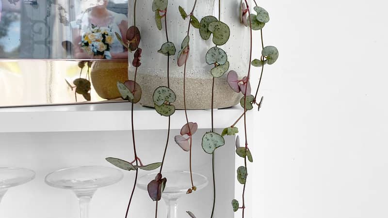 String of hearts plant in grey ceramic pot
