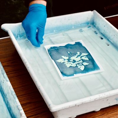 a cyanotype print being washed in water