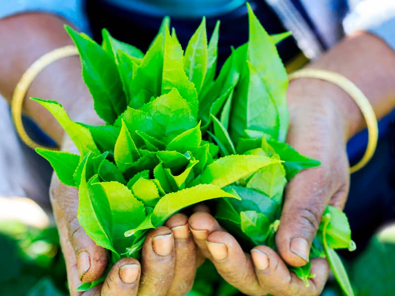 Organic loose leaf tea