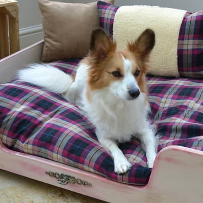 papillion dog chinese crested Dog bed Lying Down Dog