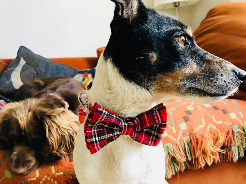 McFly Red Tartan Dog Bow Tie