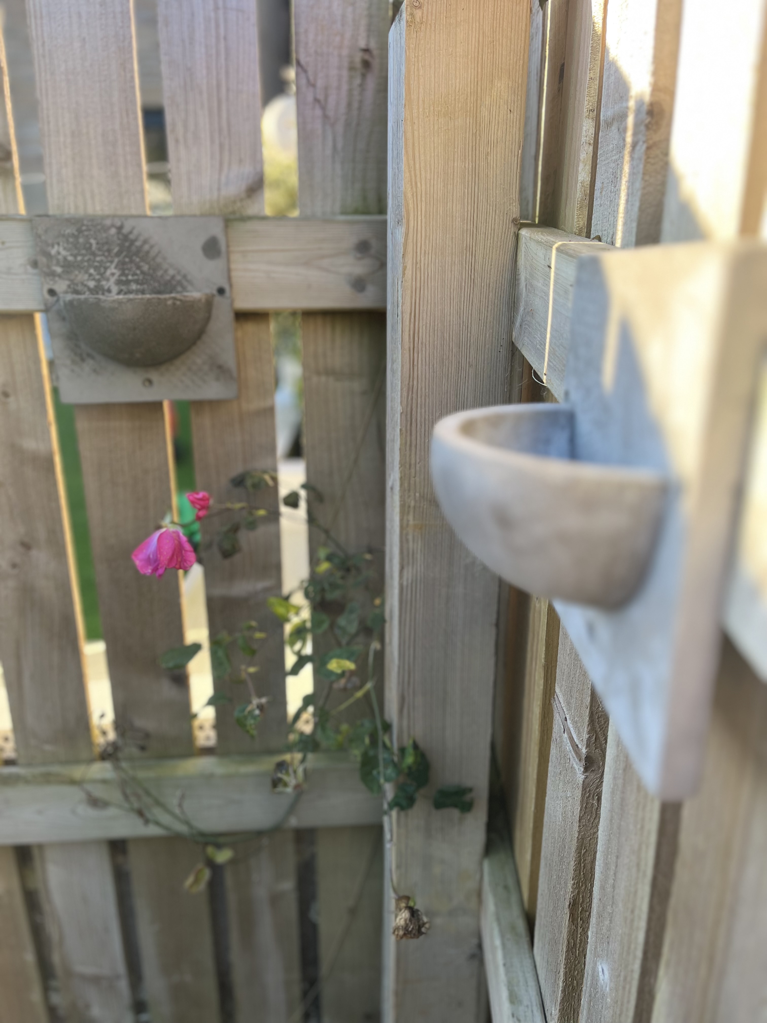 Swallow nesting cups 