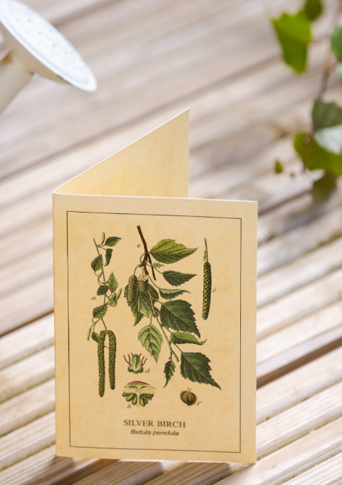 Alba Trees Gift Card