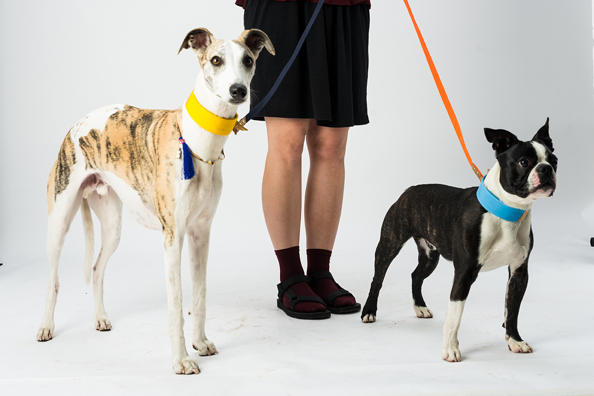 Oscar and Kai wearing Dogsnug Sustainable Ray of Sunshine Dog Collars and Dog Leads
